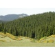 arazi