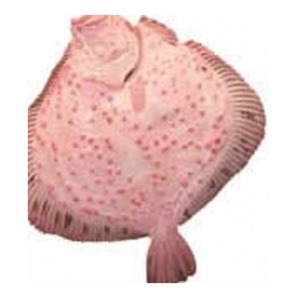 http://www.rehberalem.com/firmalar/22903/urun/kalkan_5.jpg