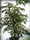 saksı ficus