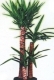 saksı yucca